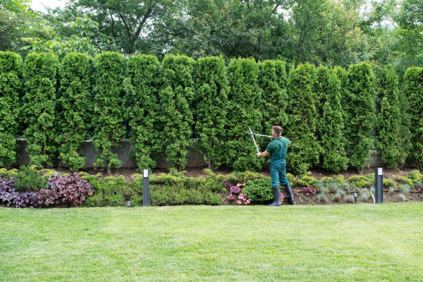 Best Lawn Disease Treatment  in East Stroudsburg, PA