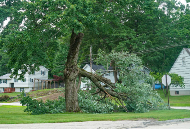 Best Tree Trimming and Pruning  in East Stroudsburg, PA