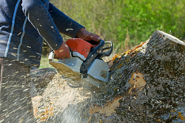 Best Emergency Tree Removal  in East Stroudsburg, PA